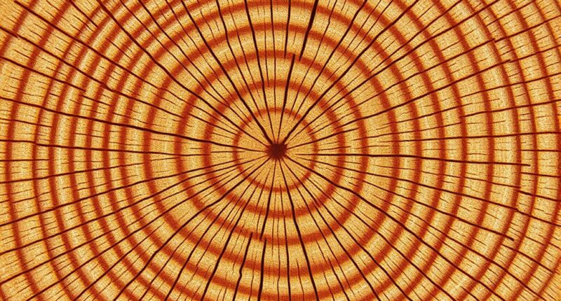 microscopic view of quartered lumber