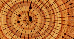 comparing wood grain features