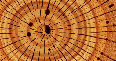 comparing wood grain features