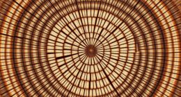 end grain wood identification