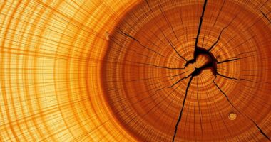 sapwood vs heartwood appearance