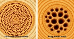 wood pore distribution types