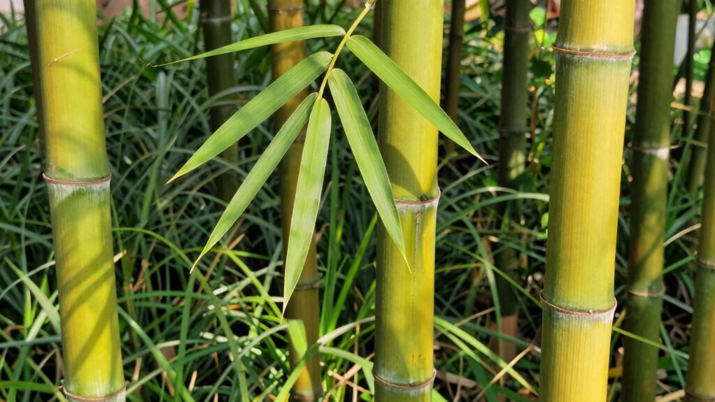 bamboo sustainability and economics