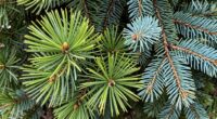identify pine versus fir