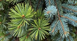 identify pine versus fir