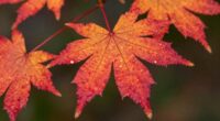 maple s hidden temperament