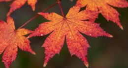 maple s hidden temperament