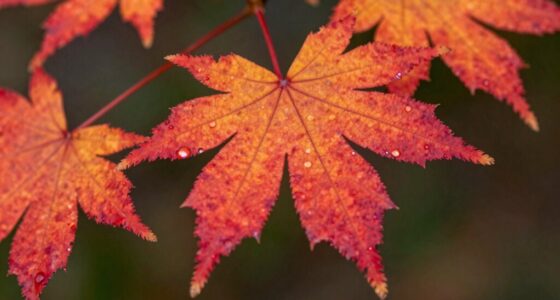 maple s hidden temperament