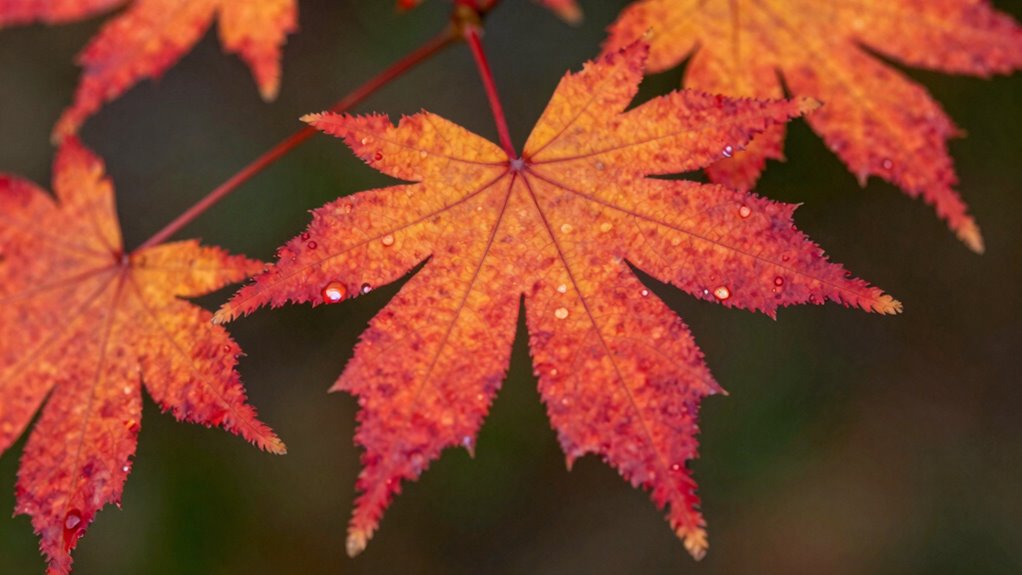 maple s hidden temperament