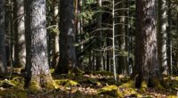 wood stability and movement