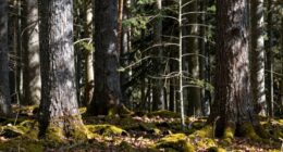 wood stability and movement