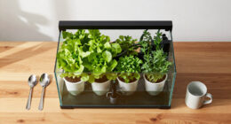 NYC Apartment Aquaponics